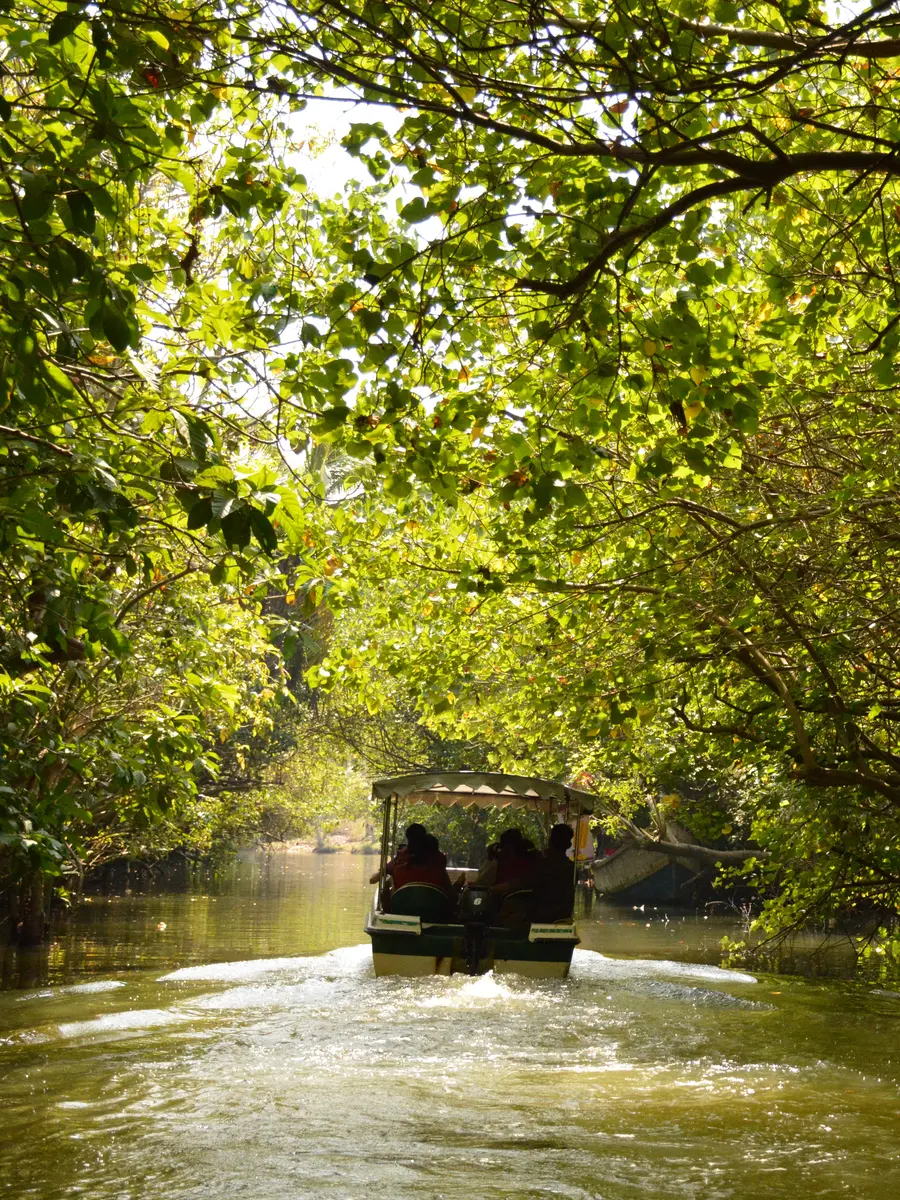 Boat travelling through the mangrove backwaters of Poovar